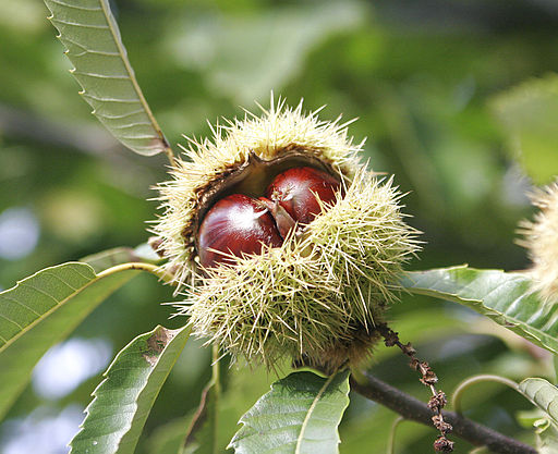 Edelkastanie (Castanea sativa) - Darstellung der Frucht
