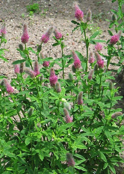 Purpurklee (Trifolium rubens) - Darstellung der Pflanze