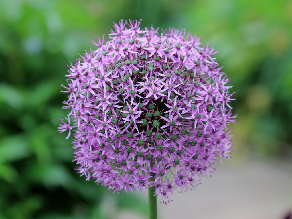 Riesen-Lauch (Allium giganteum) - Darstellung der Blüte