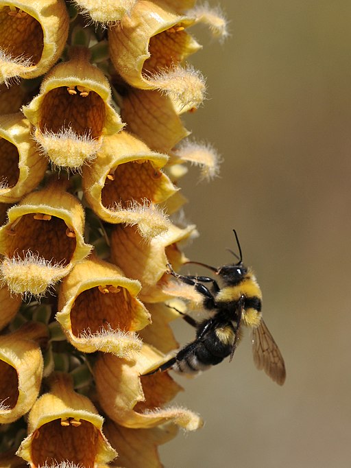 Rostfarbiger Fingerhut (Digitalis ferruginea) - Blüte mit Biene