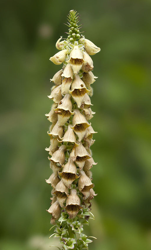 Rostfarbiger Fingerhut (Digitalis ferruginea) - Darstellung der Blüte