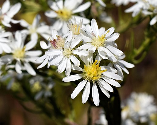 Septemberkraut (Aster ericoides) - Darstellung der Blüte
