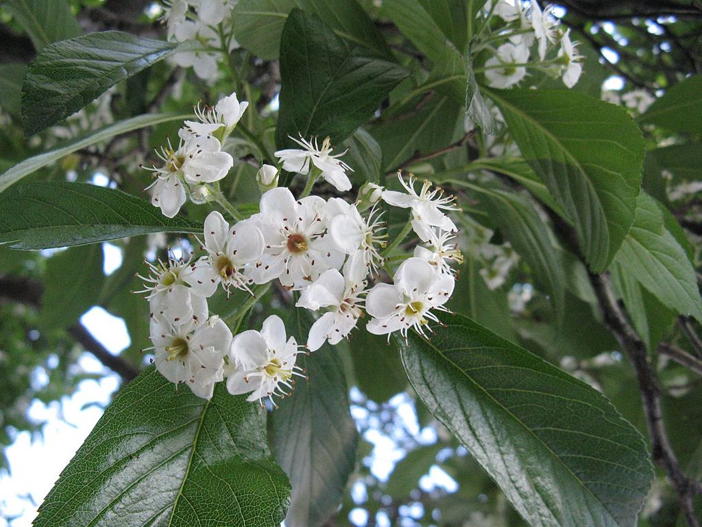Apfeldorn (Crataegus x lavallei) - Darstellung der Blüte