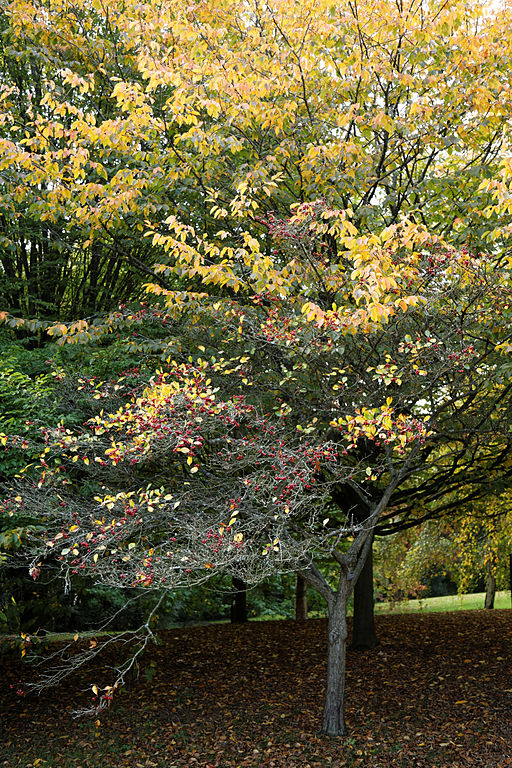 Apfeldorn (Crataegus x lavallei) - Darstellung des Baumes