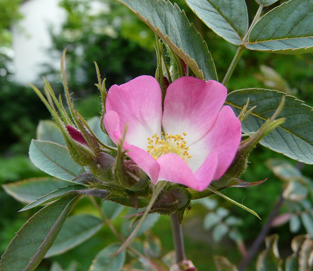 Hechtrose (Rosa glauca) - Darstellung der Blüte