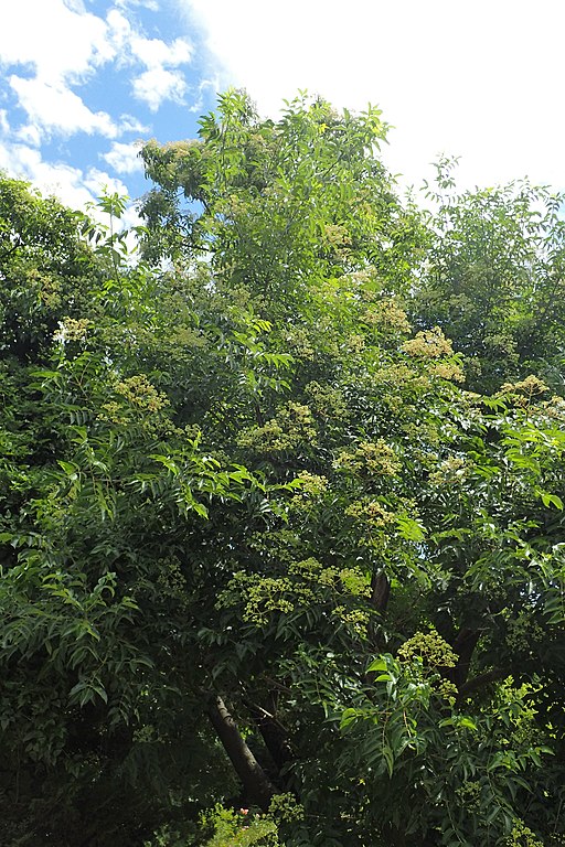 Bienenbaum (Tetradium daniellii) - Darstellung des Baumes