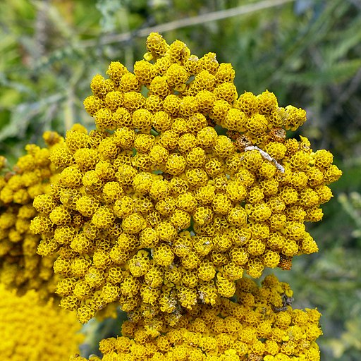 Goldgarbe (Achillea filipendulina) - Darstellung der Blüte