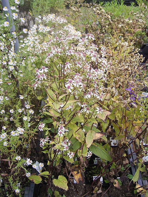 Weiße Waldaster (Aster divaricatus) - Darstellung der Pflanze
