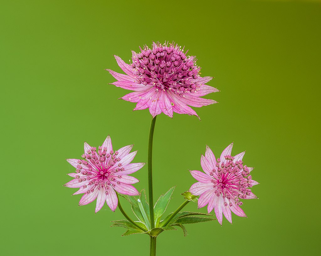 Große Sterndolde (Astrantia major) - Darstellung der rosa Blüte