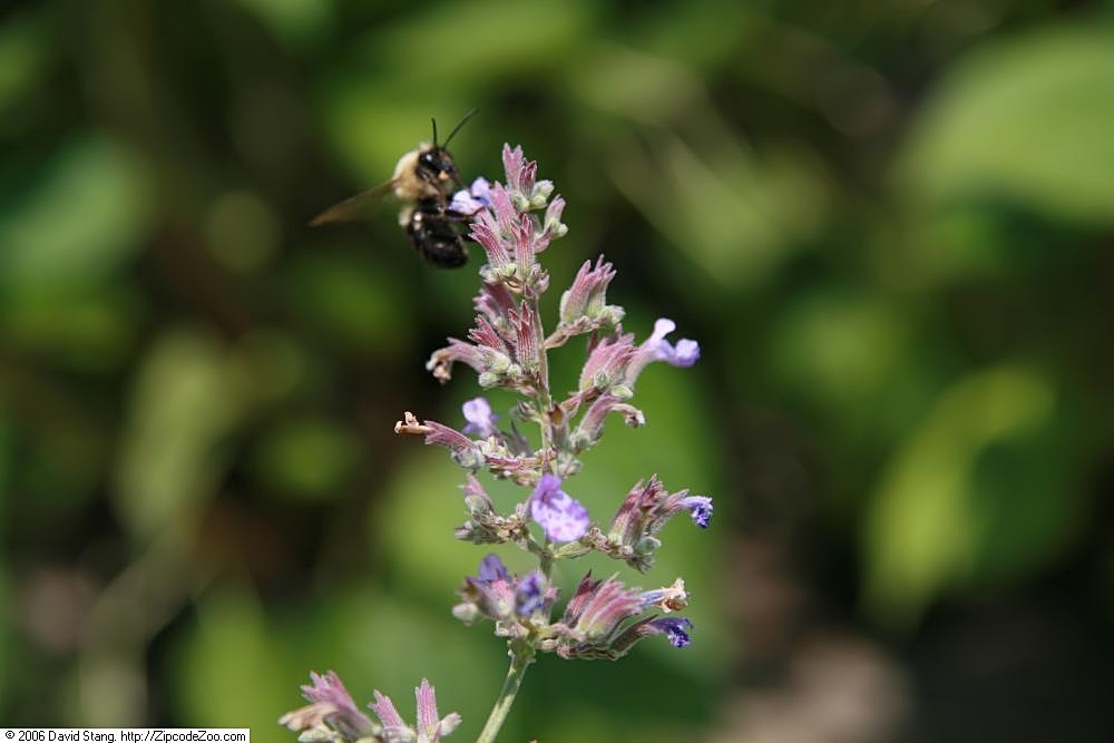 Hybrid-Katzenminze (Nepeta x faassenii) - Wildbiene auf der Blüte