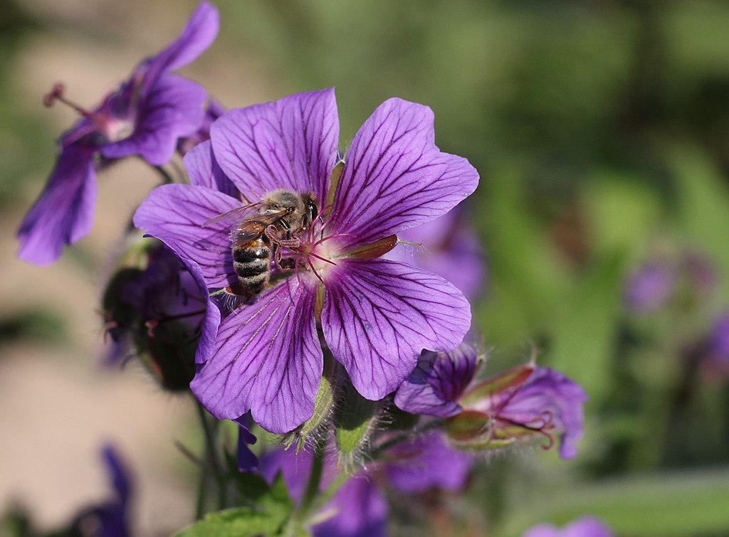 Pracht-Storchschnabel (Geranium x magnificum) - Blüte mit Honigbiene