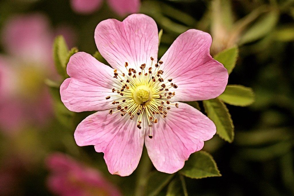 Weinrose (Rosa rubiginosa) - Darstellung der Blüte
