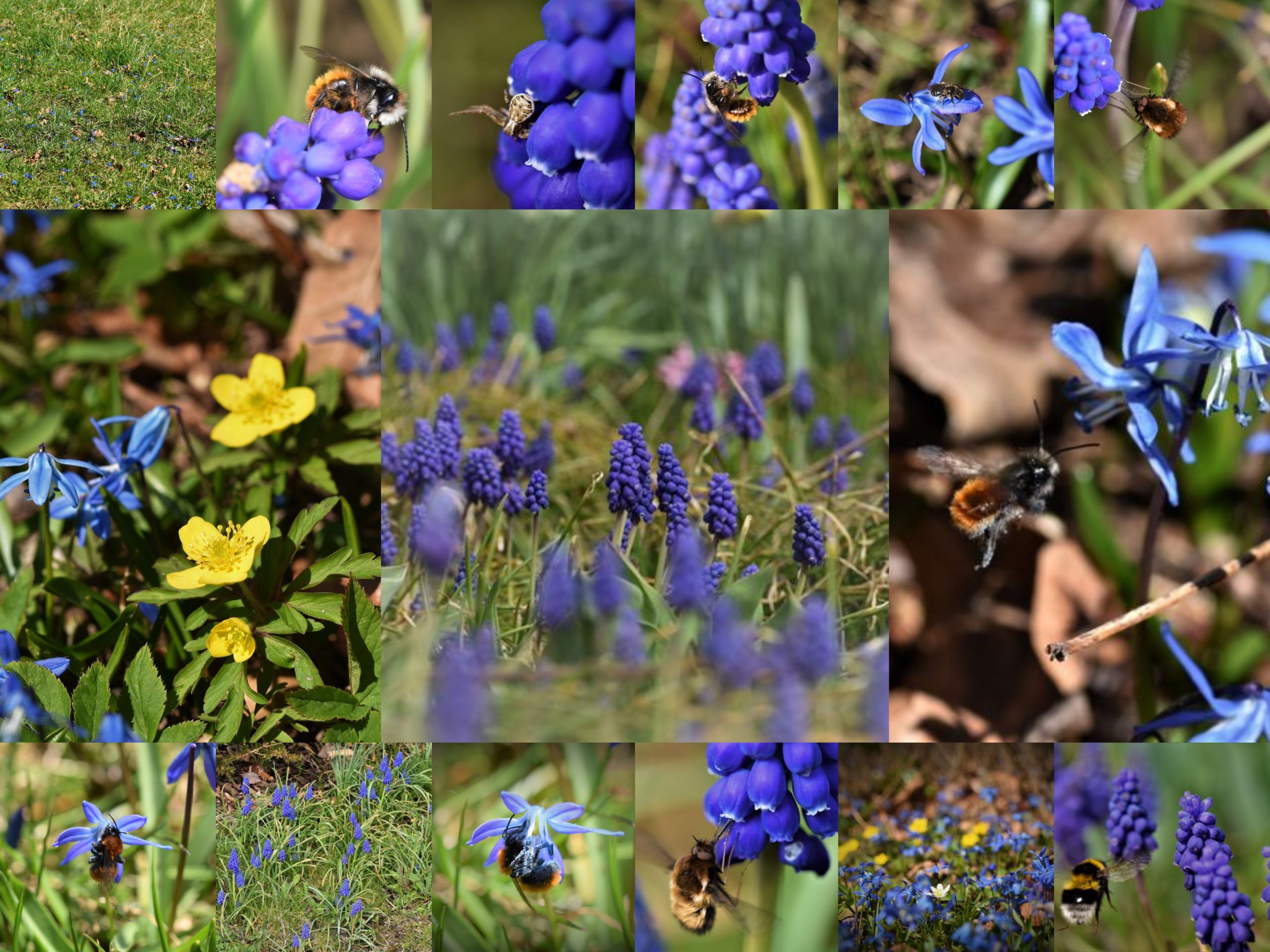 Blaue Frühblüher - Titelbild, Collage aus Einzelbildern