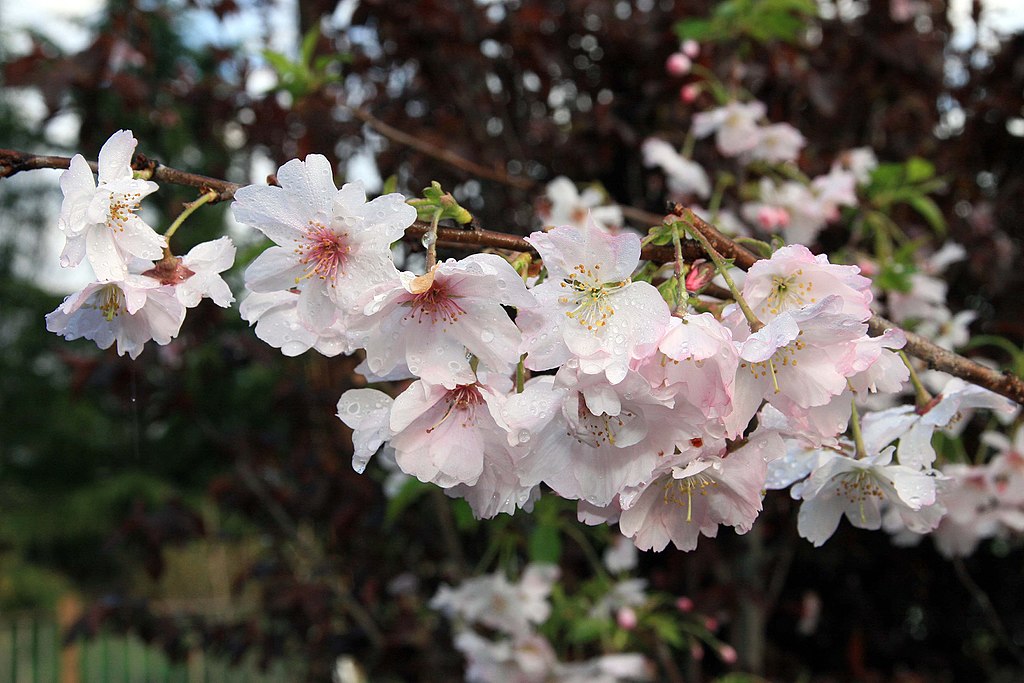 Winterkirsche (Prunus subhirtella Autumnalis) - Darstellung der Blüte