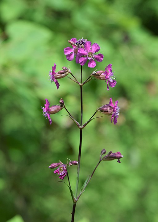 Gewöhnliche Pechnelke (Viscaria vulgaris) - Darstellung der Blüte