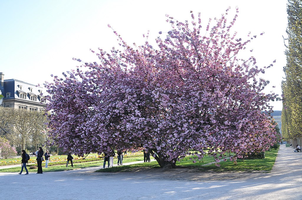 Japanische Nelkenkirsche (Prunus serrulata) - Darstellung des Baumes