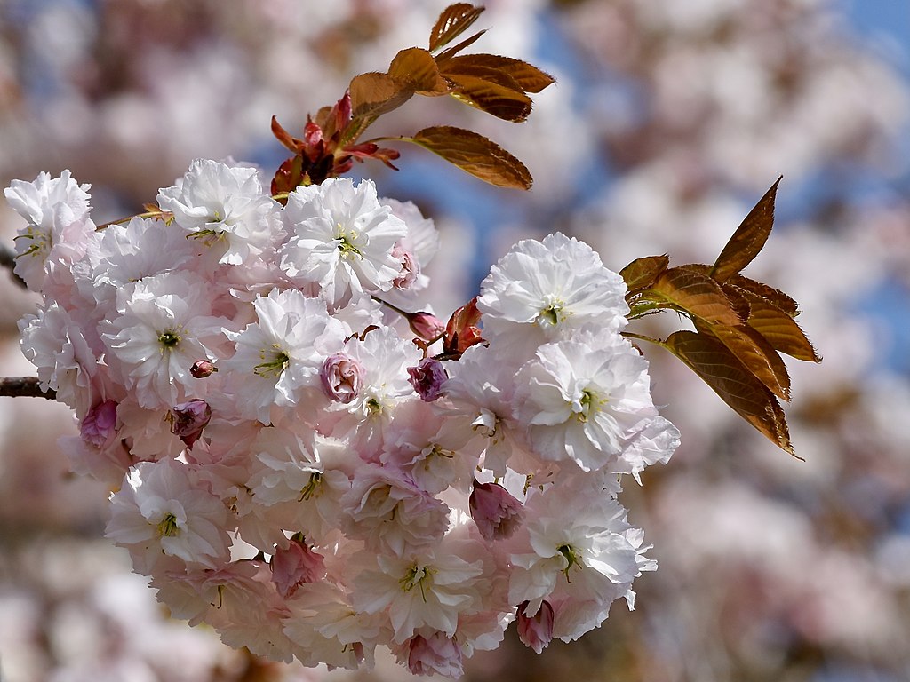 Japanische Nelkenkirsche (Prunus serrulata) - Darstellung der Blüte