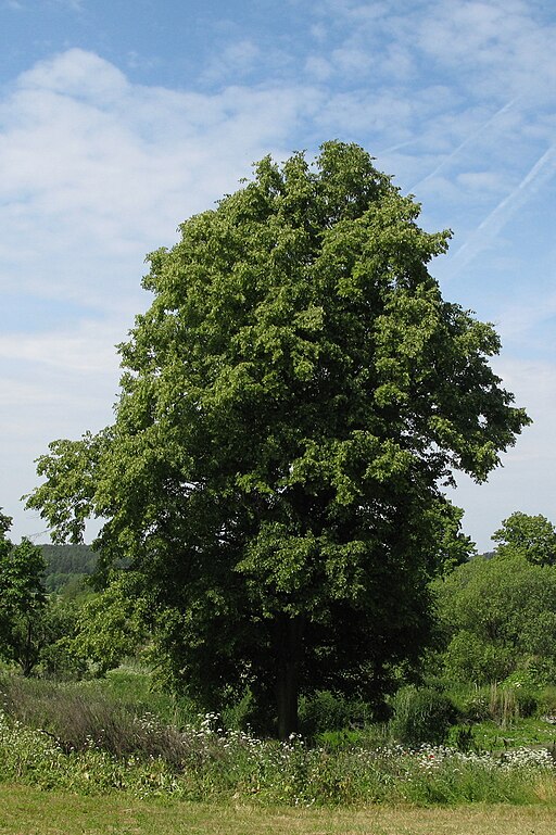 Winterlinde (Tilia cordata) - Darstellung des Baumes