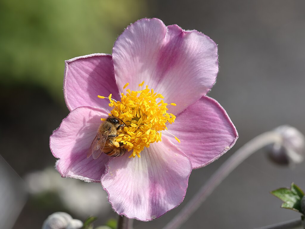 Herbst-Anemone (Anemone-hupehensis) - Darstellung der Blüte mit Biene