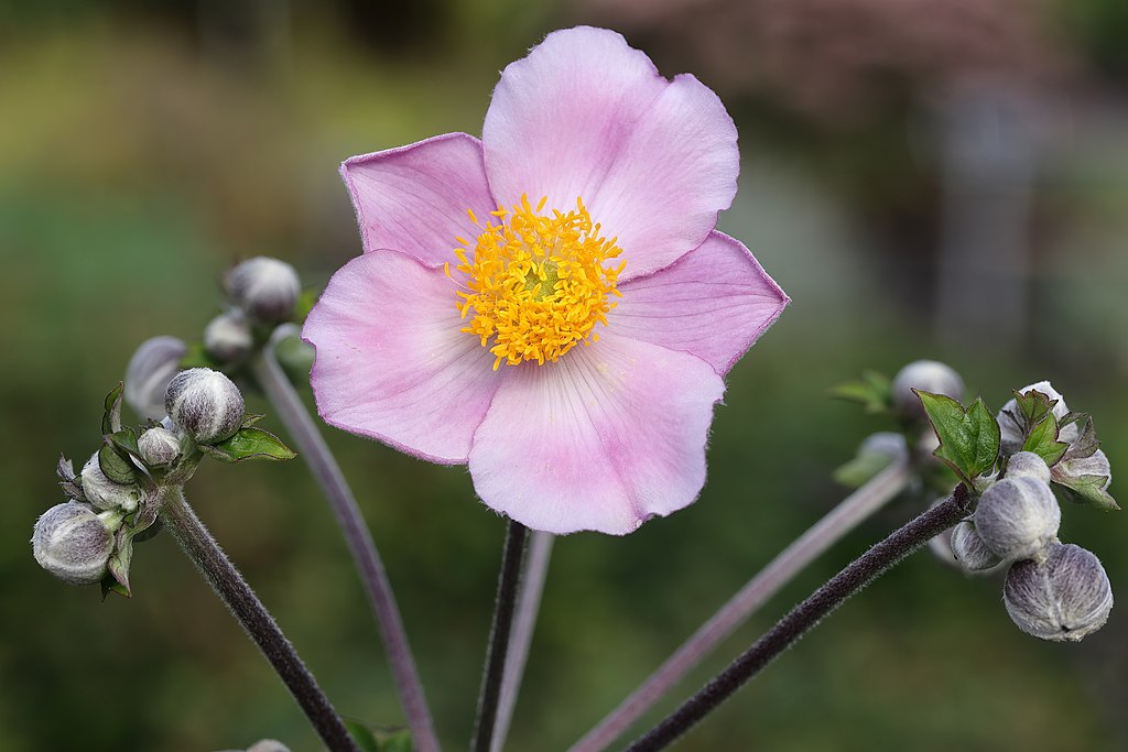 Herbst-Anemone (Anemone-hupehensis) - Darstellung der Blüte