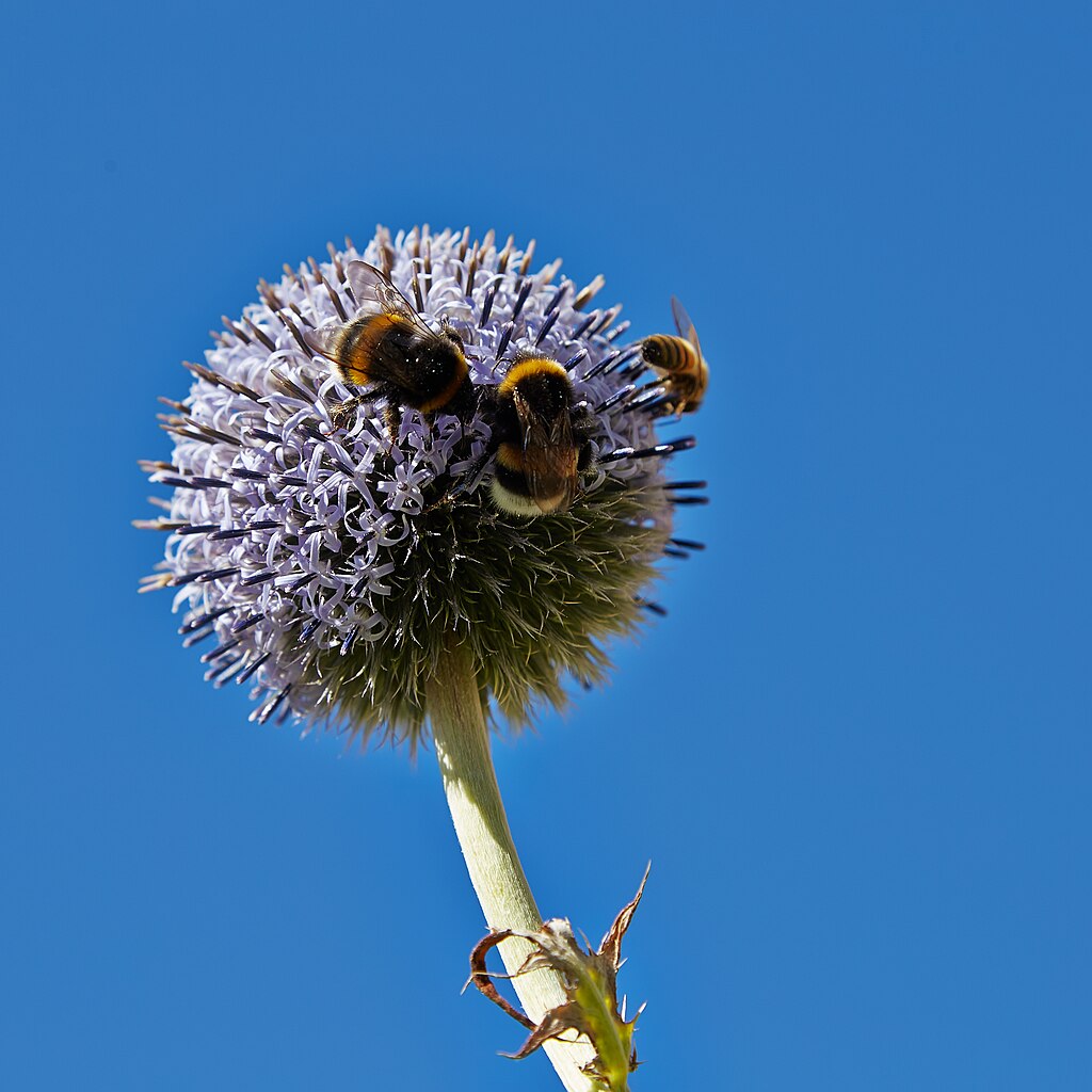 Banater Kugeldistel (Echinops bannaticus) - Darstellung der Blüte mit Hummel und Biene