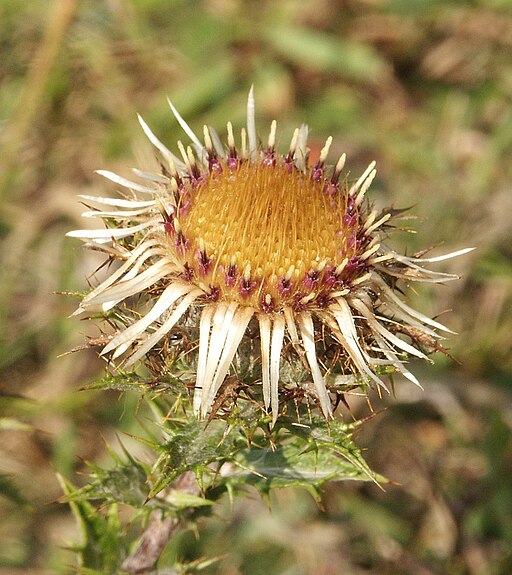 Golddistel (Carlina vulgaris) - Darstellung der Blüte