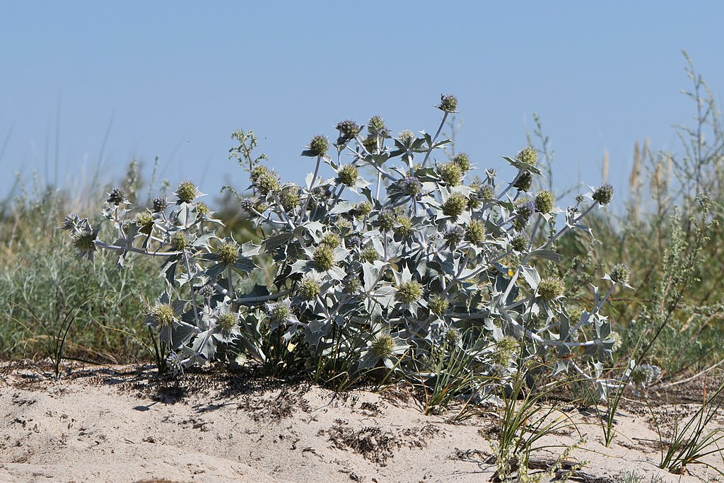 Stranddistel (Eryngium maritimum) - Darstellung der Pflanze
