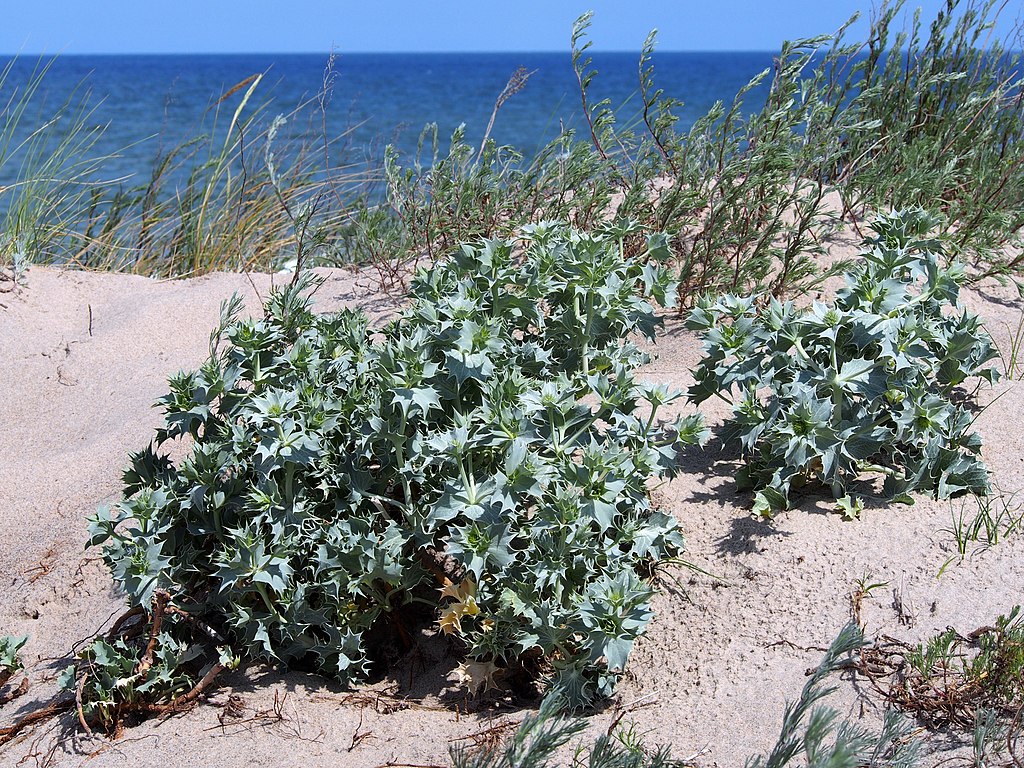 Stranddistel (Eryngium maritimum) - Darstellung von Pflanzen im natürlichen Habitat