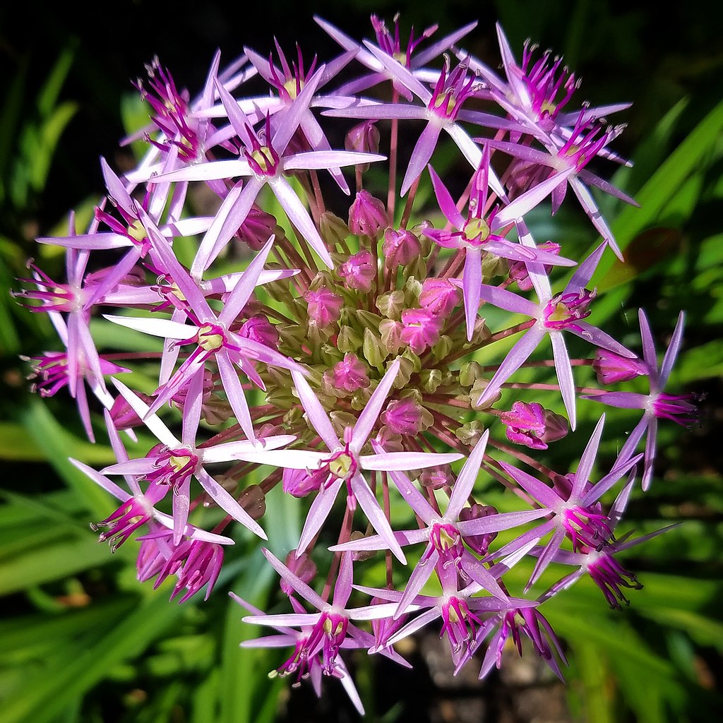 Sternkugel-Lauch (Allium cristophii) - Darstellung der Blüte