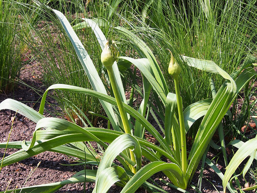 Sternkugel-Lauch (Allium cristophii) - Darstellung der Pflanze