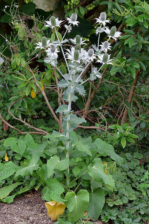 Elfenbeindistel (Eryngium giganteum) - Darstellung der Pflanze
