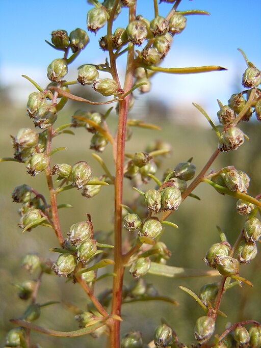 Estragon (Artemisia dracunculus) - Darstellung der Blüte