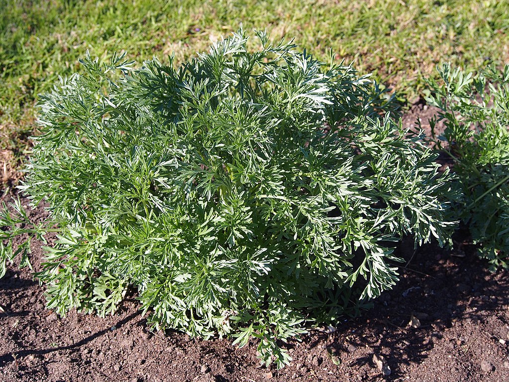 Estragon (Artemisia dracunculus) - Darstellung der Pflanze