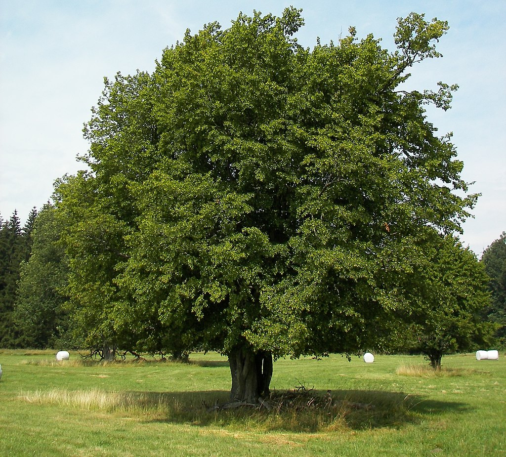 Hainbuche (Carpinus betulus) - Darstellung des Baumes