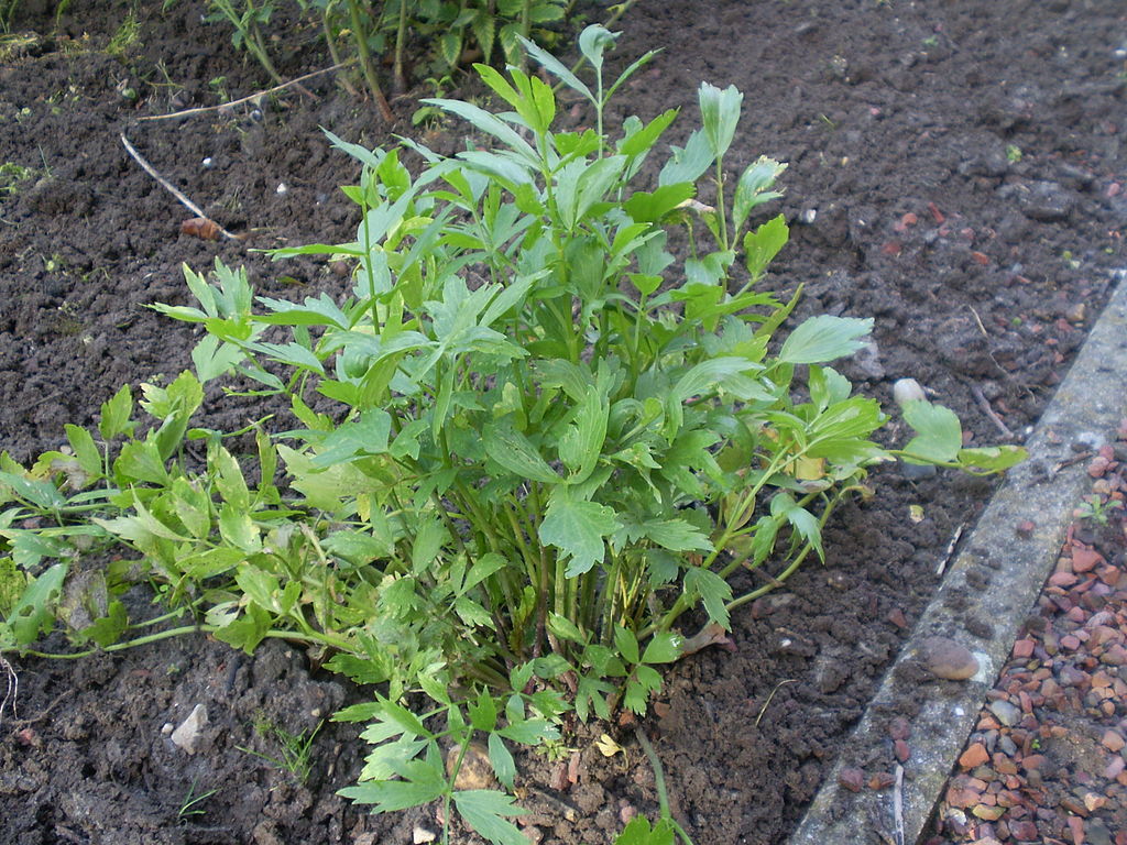 Liebstöckel (Levisticum officinale) - Darstellung Pflanze