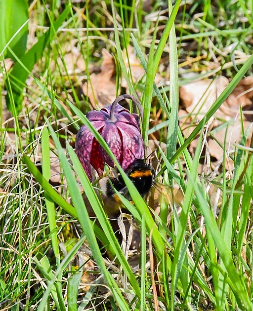 Schachbrettblume (Fritillaria meleagris) - Darstellung der Blüte mit Hummel