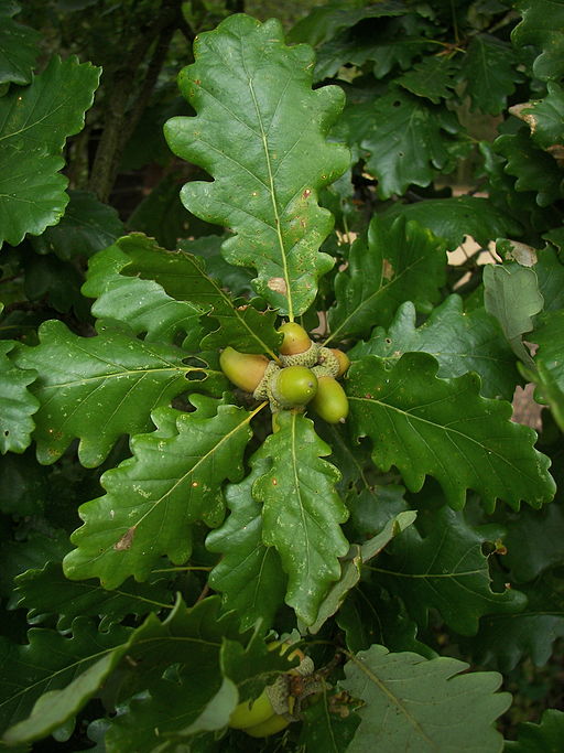 Trauben-Eiche (Quercus petraea) - Darstellung der Blätter und der Frucht