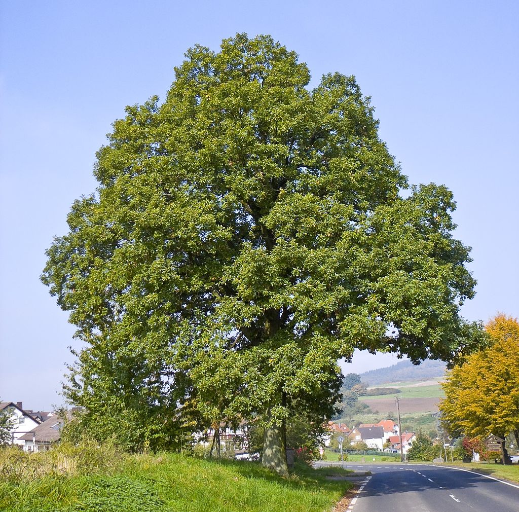 Trauben-Eiche (Quercus petraea) - Darstellung des Baumes
