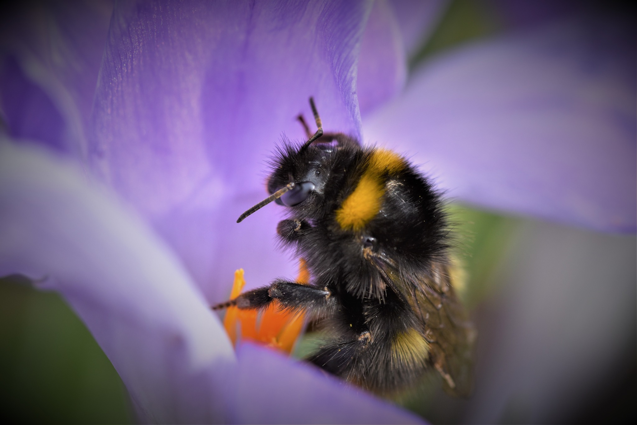 Hummel in der Krokusblüte