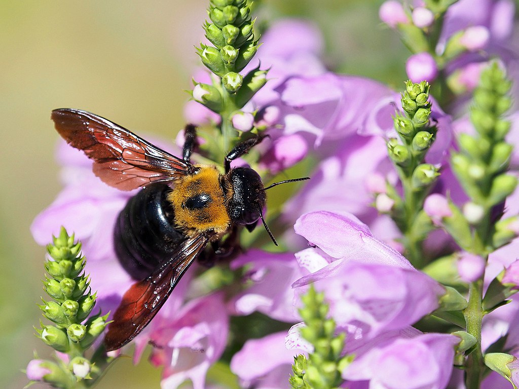 Gelenkblume (Physostegia virginiana) - Darstellung der Blüte mit Biene