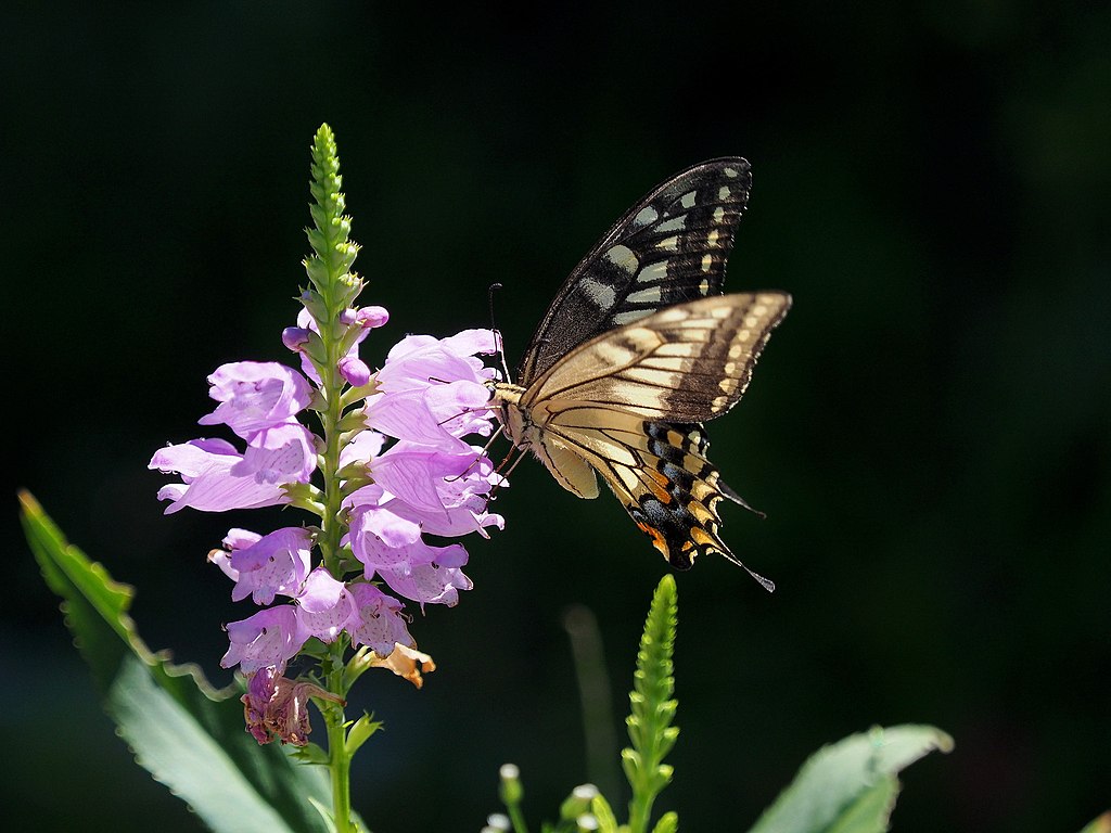 Gelenkblume (Physostegia virginiana) - Darstellung der Blüte mit Schmetterling