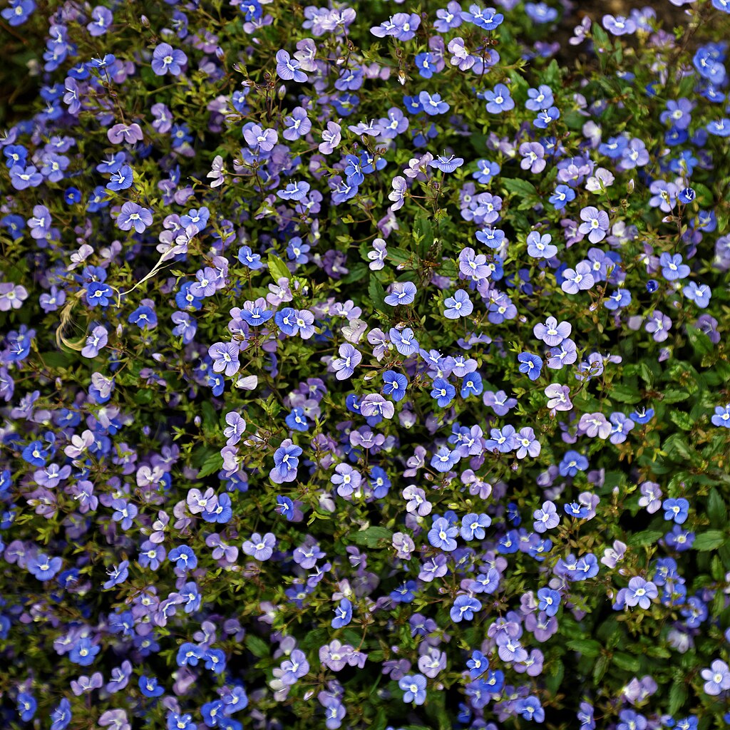 Polster-Ehrenpreis (Veronica umbrosa) - Darstellung der bodendeckenden Pflanze