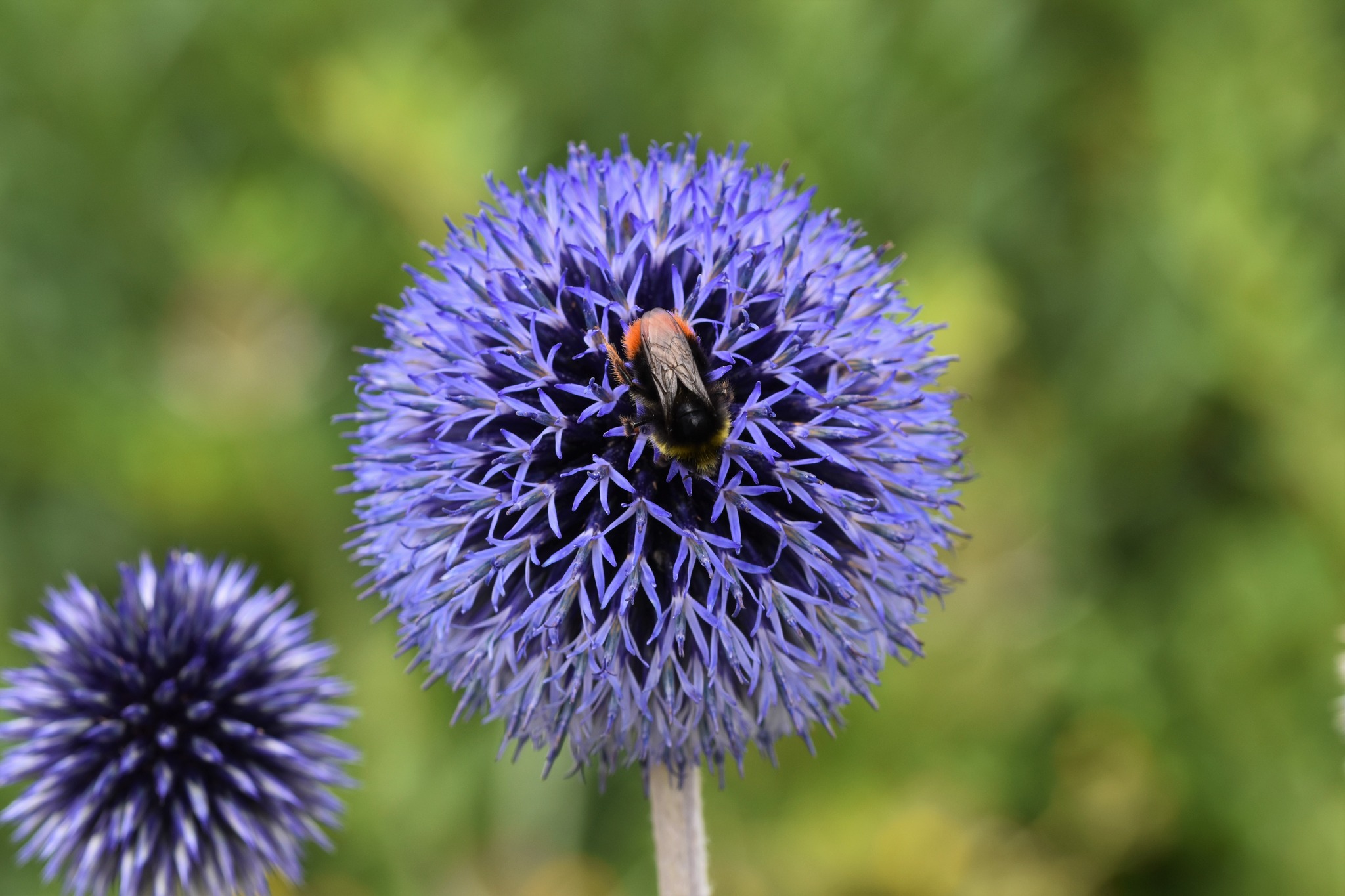 Blüte der Blauen Kugeldistel mit Hummel