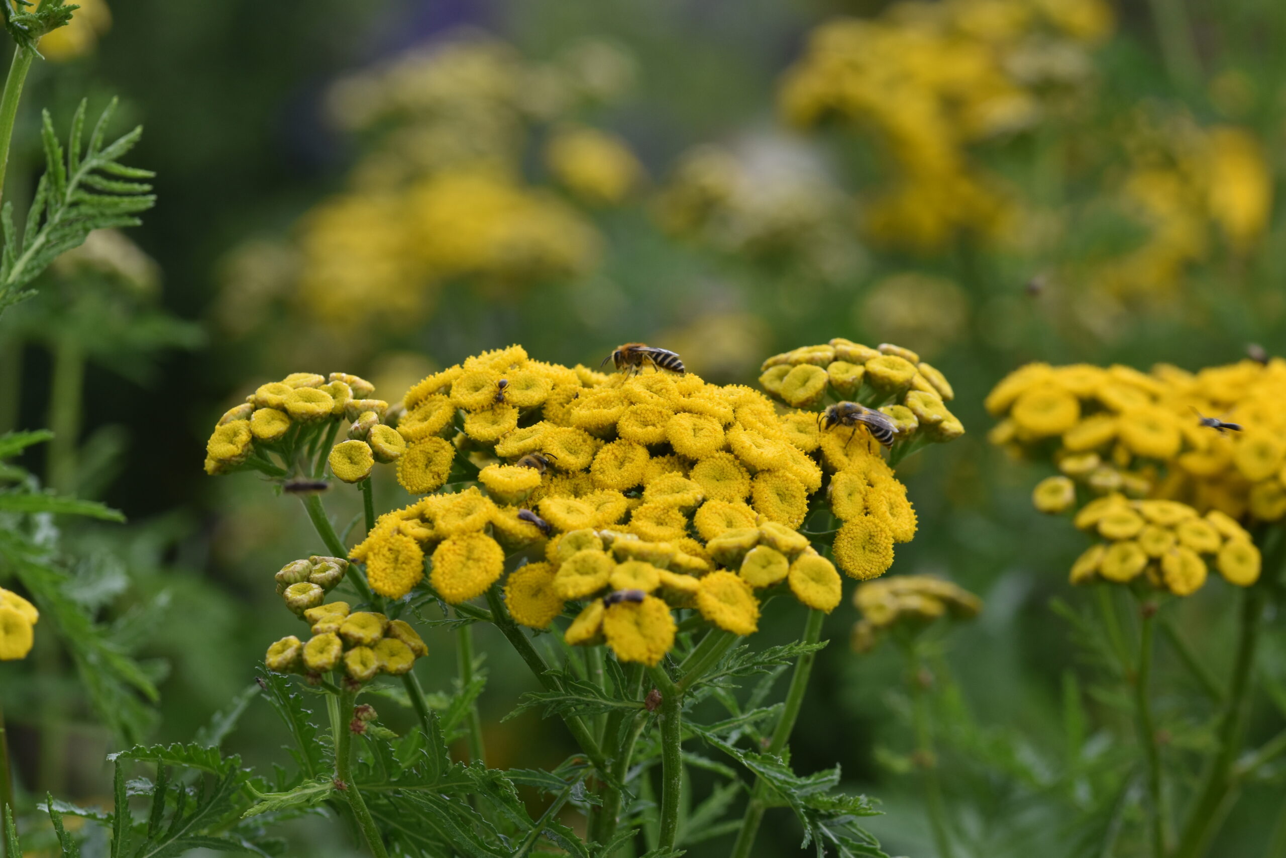 Wurmkraut - Darstellung der Blüte mit diversen Insektenarten