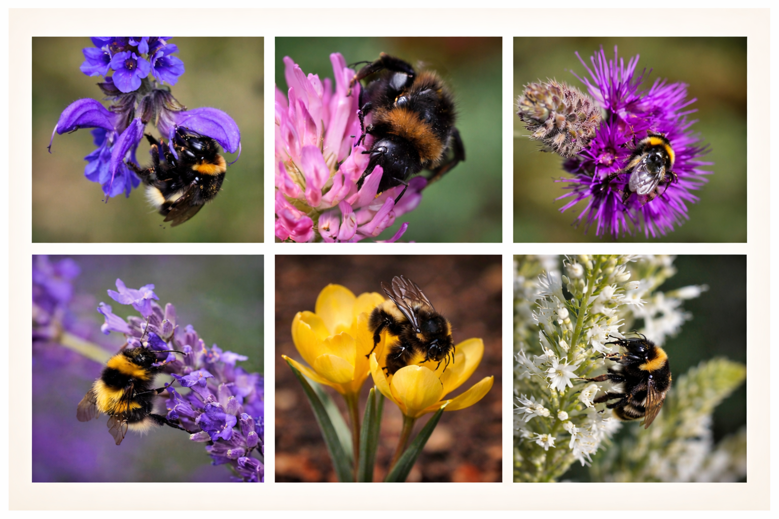 Darstellung verschiedener hummelfreundlicher Pflanzen mit Hummeln auf den Blüten